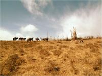 東ヨゴル族の牧畜地域＿オボー祭その2