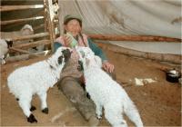 母乳の足りない子羊の面倒をみるヨゴル族老婆
