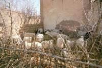 羊たちは主に庭の中で飼育されている
