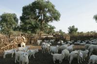 生態環境の悪化の主な理由は牧畜民による過度の放牧とされるがその因果は明確ではない。
