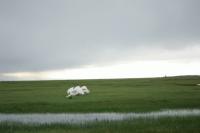 南新疆の湿地地帯に偶にしかみられない白鳥
