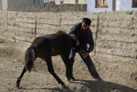 焼印押し2　子馬を自力で倒す男。