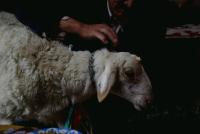 セテル儀礼4　羊の額、鼻、耳、四肢、背中、尾にバターを塗る。