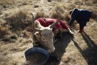 ２　懸命に面倒をみてもらったものの、28歳のツェタル牛は正月5日に死んだ。