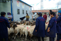 ７　河南蒙旗で2015年9月に設立された伝統的な屠畜方法（窒息）を特徴とする食肉の生産販売の株式会社「河南県旺佳民族伝統飲食有限責任公司」（旺佳）の経営は順調であり、毎日大量な家畜が解体されている。