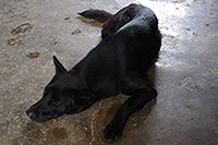 １５　巴馬県のチワン族の家で寝る黒犬