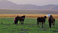 １７　カザフ牧畜民は馬を愛し、その乳を絞り、その肉を食べる（新疆ウイグル自治区キュネス県のナラトゥ草原）