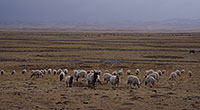 ６　マチェ県ングラ地区の羊はチベット地域で有名である